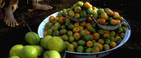 Sales of mandarins and oranges in Cameroon © B. Aubert, CIRAD